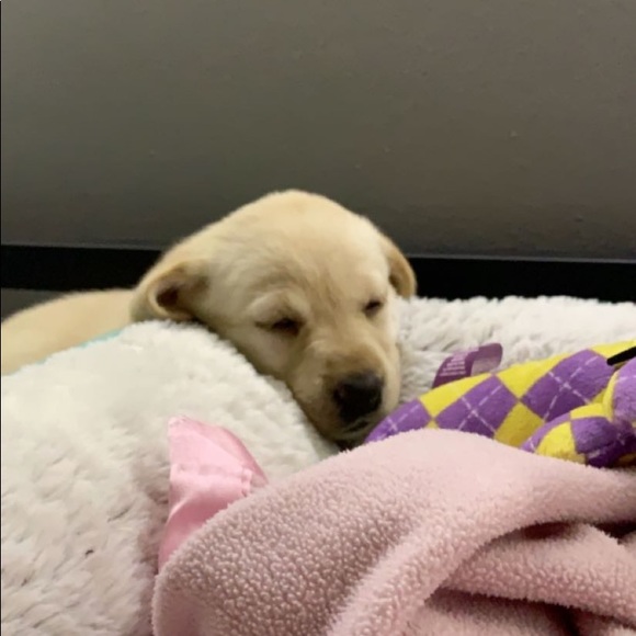 Meet your Posher, Lilly - Picture 1 of 1